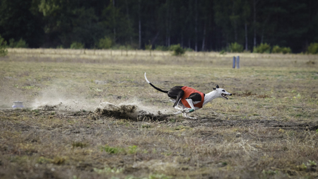Greyhound dog running. Coursing training. Dog running on the field. Sunny summer dayの写真素材