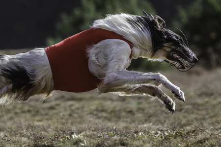 Coursing. The Race of Russkaya psovaya borzaya. Training in the field. Sunny day