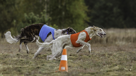 Coursing. The Race of Russkaya psovaya borzaya. Training in the field. Sunny dayの写真素材