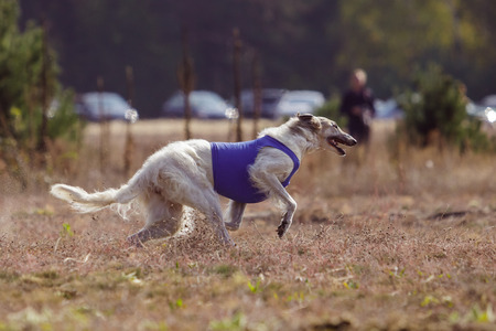 Coursing. The Race of Russkaya psovaya borzaya. Training in the field. Sunny dayの写真素材