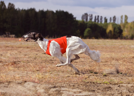 Coursing. The Race of Russkaya psovaya borzaya. Training in the field. Sunny dayの写真素材