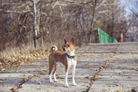 The Basenji dog walks in the park. Autumn sunny dayの写真素材