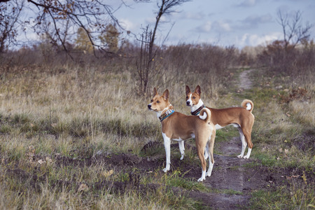 The Basenji dog walks in the park. Autumn sunny dayの写真素材