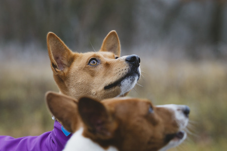 The Basenji dog walks in the park. Autumn foggy cool dayの写真素材