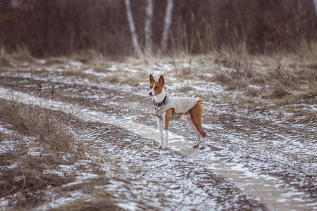 The Basenji dog walks in the park. Winter cold day. Snow fallsの写真素材