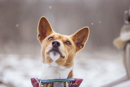 Portrait of the Dogs Basenji in the park. Winter cold day. Snow falls