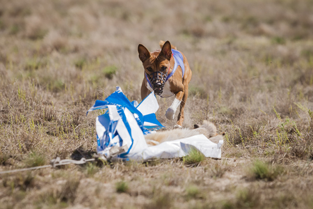 Dogs Runs in the field of mechanical lure. Basenji dogs runs across the field.の写真素材