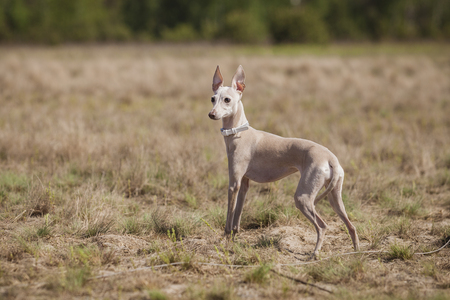 Coursing training. Small Dog Italian Greyhound pursues bait in the field.の写真素材
