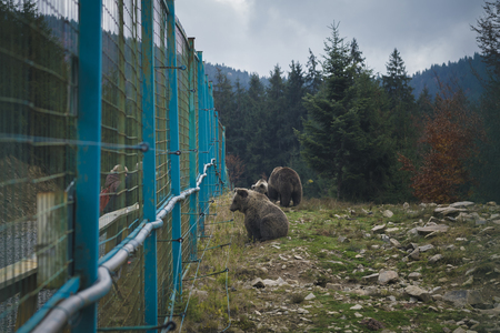 A brown bear sits behind a fence. Reserve, animal shelterの写真素材