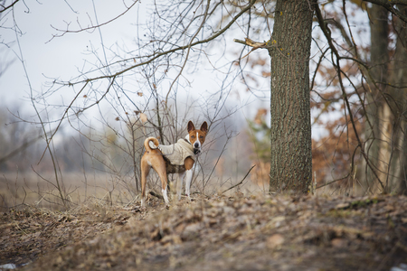The Basenji dog walks in the park. Early springの写真素材