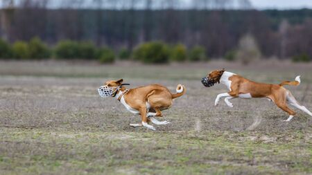 Dogs Runs in the field of mechanical lure. Basenji dogs runs across the field. At the dog wearing a muzzleの写真素材