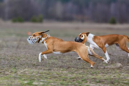 Dogs Runs in the field of mechanical lure. Basenji dogs runs across the field. At the dog wearing a muzzleの写真素材