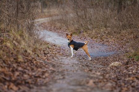 Basenji dog walking in the park. Sunny spring dayの写真素材