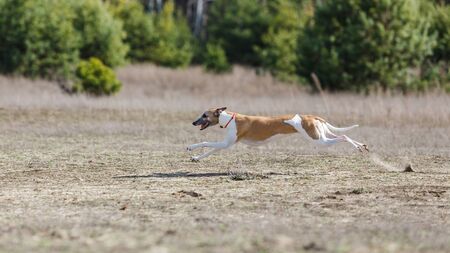 Coursing, passion and speed. Whippet dog running in the field. sunny day