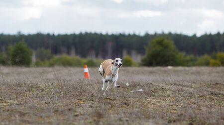 Coursing, passion and speed. Whippet dog running in the field. sunny dayの写真素材