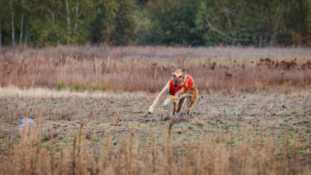 The Race of Russkaya psovaya borzaya. Field coaching competition. Sunny dayの写真素材