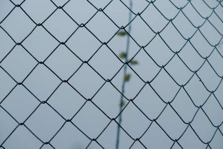 Metal mesh netting close-up. A branch of a bush with a blossoming sproutの写真素材