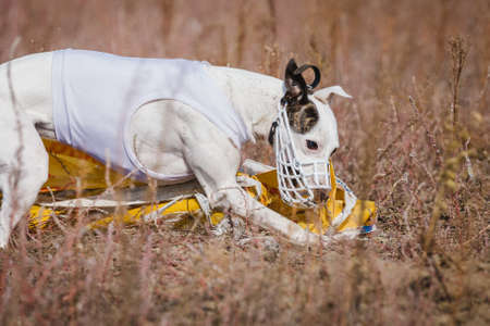 The Race of greyhound whippet. Field coaching competition. Sunny dayの写真素材