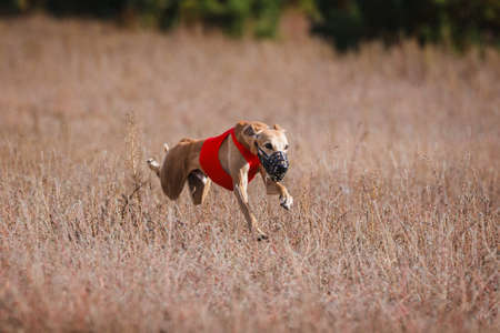 The Race of greyhound whippet. Field coaching competition. Sunny dayの写真素材
