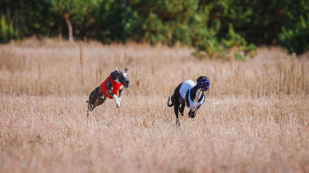 The Race of greyhound whippet. Field coaching competition. Sunny dayの写真素材