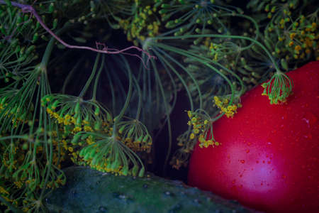 Fresh vegetables greens and dill for pickling vegetables close-up. Tomato, cucumberの写真素材