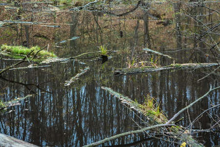 Shore of the lake in the forest in autumn, old trees and branches, burnt stumpの写真素材