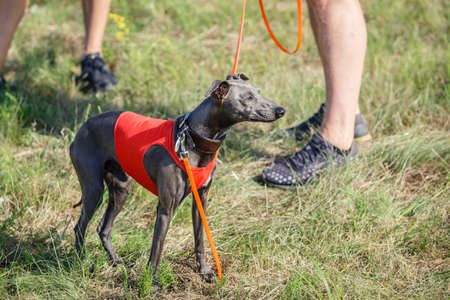 Coursing training. Small Dog Italian Greyhound pursues bait in the field.