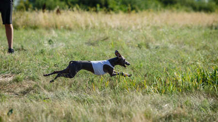 Coursing training. Small Dog Italian Greyhound pursues bait in the field.の写真素材