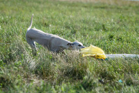 Whippet dog running. Coursing training. The whippet dog pursues the bait. Sunny summer dayの写真素材