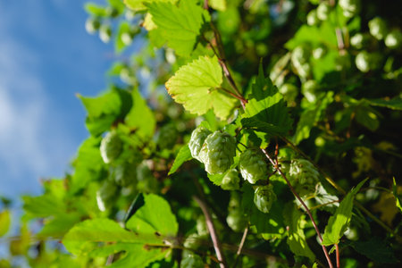 Ripe flowers of hop plant on branches. sunny day