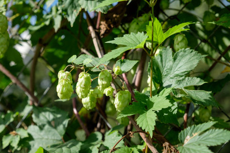 Ripe flowers of hop plant on branches. sunny day