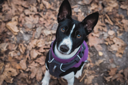 A portrait of a Basenji dog in a forest park on an autumn dayの写真素材