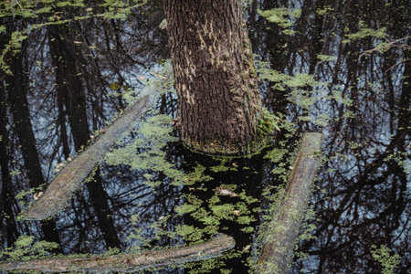 Lakes in Kitaevo. Flooded trees, logsの写真素材