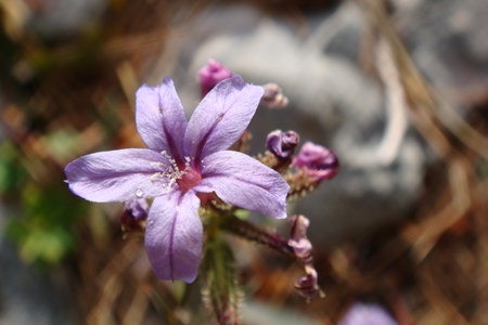 Small purple flower from the Mediterranean coastの写真素材