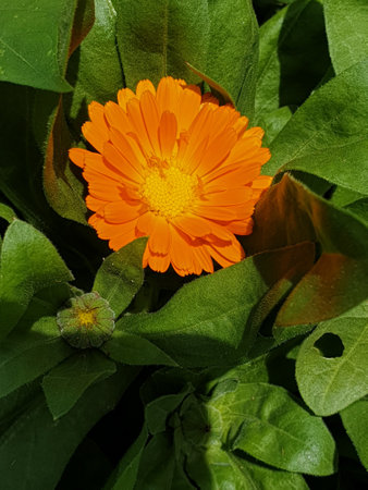 orange flower in the gardenの写真素材