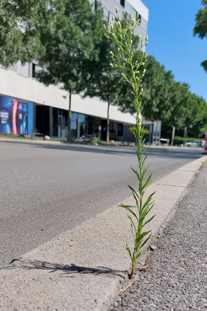 A solitary plant grows out of a stone by the roadside in the cityの写真素材