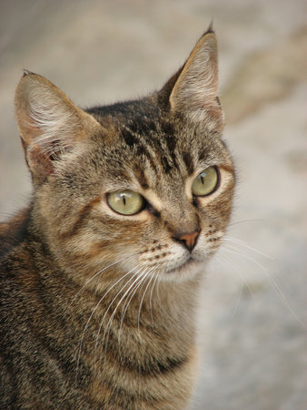 Domestic tabby cat, the island of Krk, Croatiaの写真素材