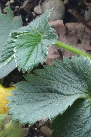 Leaves and stem of a wild plantの写真素材