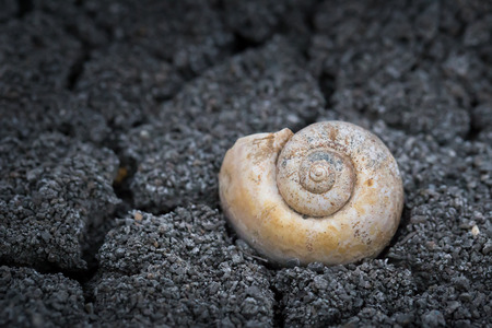 snail shield in black soilの写真素材