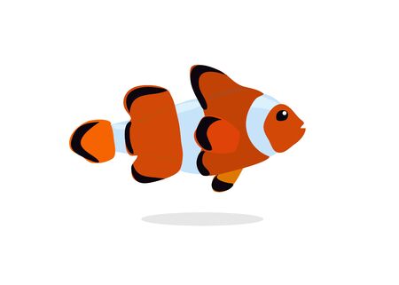cute clown fish on white background. Vector illustration of reef fish, clown fish or anemone fishのイラスト素材