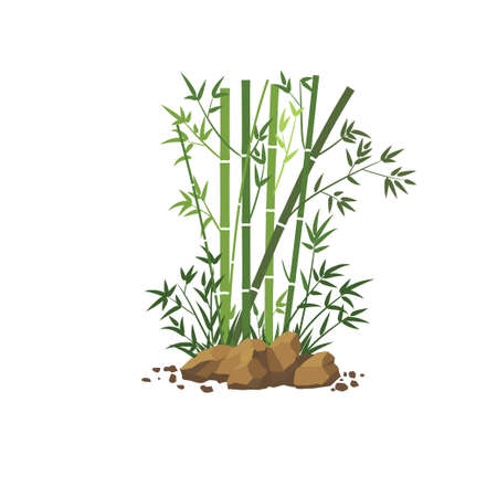 Bamboo tree leaf vector illustration , plant stem and stick. Bamboo green and brown decoration elementsのイラスト素材
