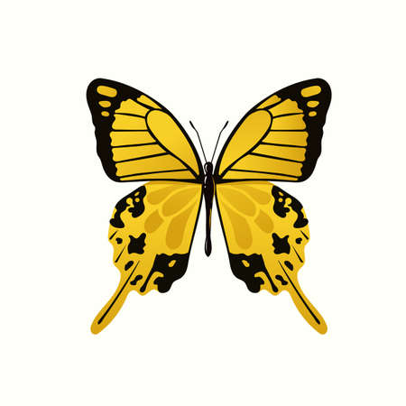 Isolated beautiful colorful butterfly vector illustrationのイラスト素材