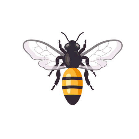cartoon honey bee vector illustration isolated on white backgroundのイラスト素材