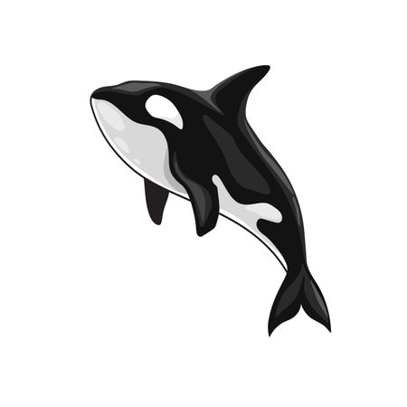 Vector illustration of an orca killer whaleのイラスト素材