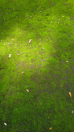 Dry leaves fall on the mossy road, Mos textures backgroundの写真素材