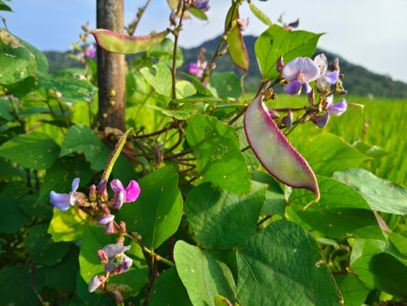 Lablab purpureus beans in the garden. The first pink flower appeared on a climbing bean with blue sky backgroundの写真素材