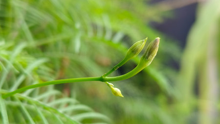 Cypress Vine, is also known by other common names such as cypressvine morning glory, cardinal...
