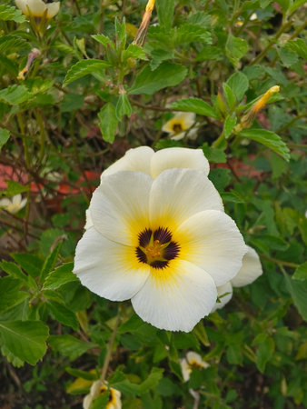 Turnera subulata or Damiana flower, with lush green leaves in the background, showcasing its...