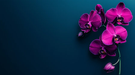 Purple orchid flowers on dark blue background with copy space.の素材