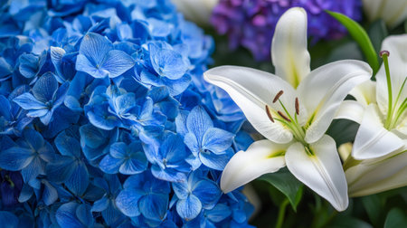 Discover the stunning contrast of vibrant blue hydrangeas alongside elegant white lilies, perfect for adding a touch of beauty and freshness to any floral arrangement.の素材